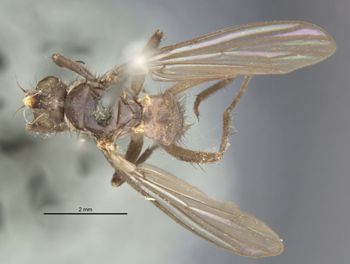 Media type: image;   Entomology 13158 Aspect: habitus dorsal view